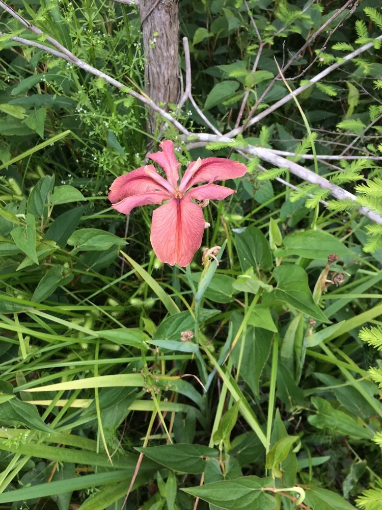 Affordable lawn mowing service in Pearl River, LA - LandScapes