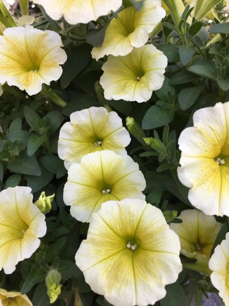 Local outdoor landscaping with custom design in Pearl River, LA by LandScapes