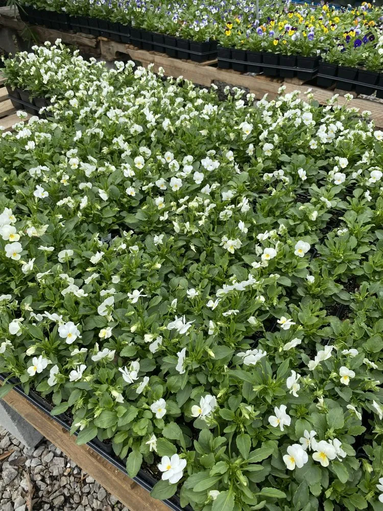 Custom landscape installation for outdoor upgrades in Pearl River, LA by LandScapes