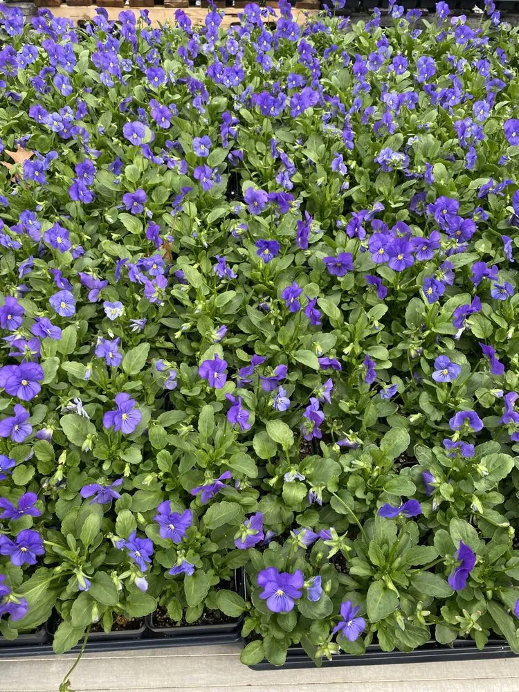 Reliable residential landscaping in Pearl River, LA by LandScapes