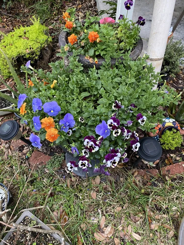 Reliable yard cleanup service in Pearl River, LA by LandScapes