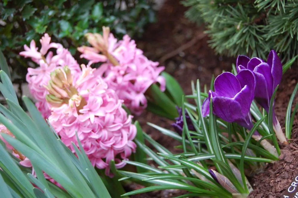 Custom yard maintenance for residential properties in Silver Spring, MD by Landscapes Plus