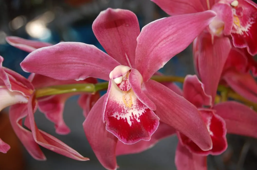 Affordable yard maintenance with custom design across Silver Spring, MD - Landscapes Plus