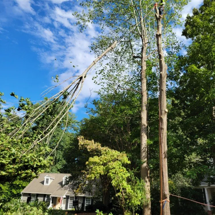 Expert residential landscaping for outdoor upgrades in Williamsburg, VA by LandscapeX Lawn & Tree Removal services