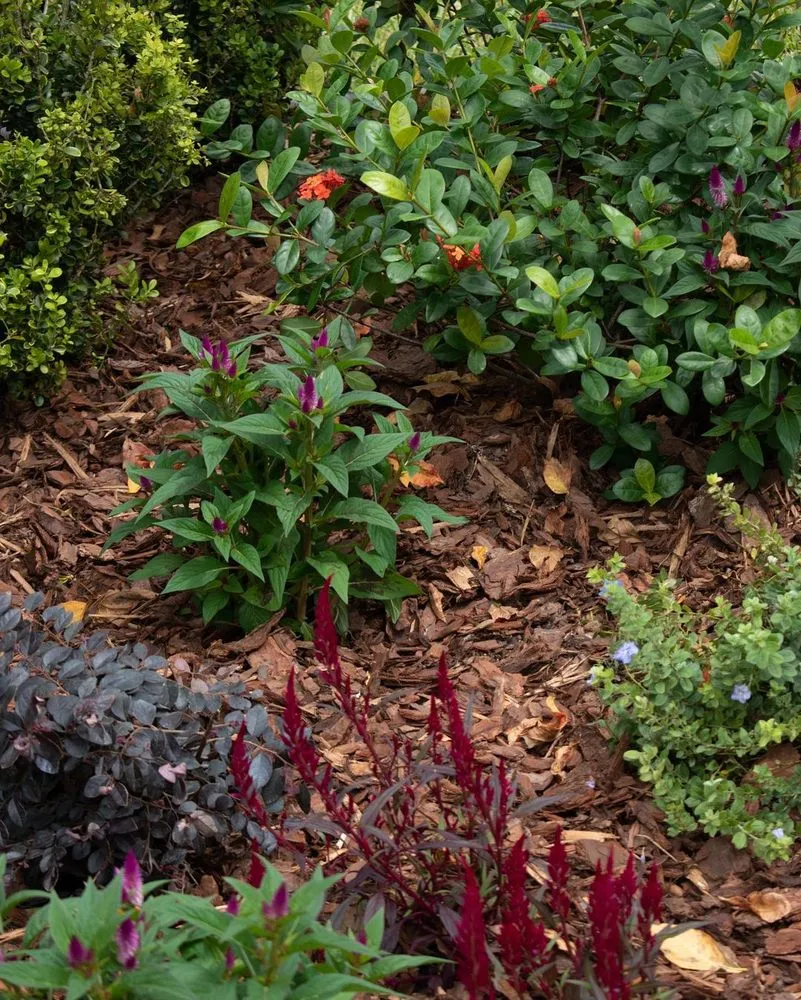 Expert outdoor landscaping in Land O' Lakes, FL - Landscapians