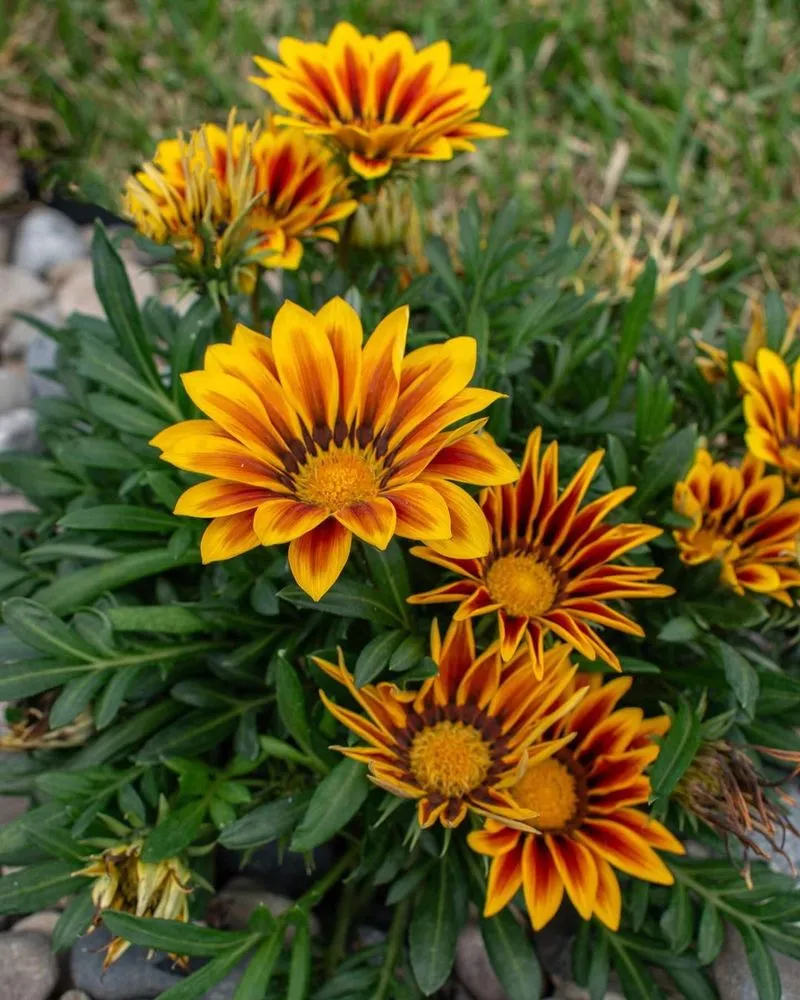 Expert garden landscaping in Land O' Lakes, FL by Landscapians