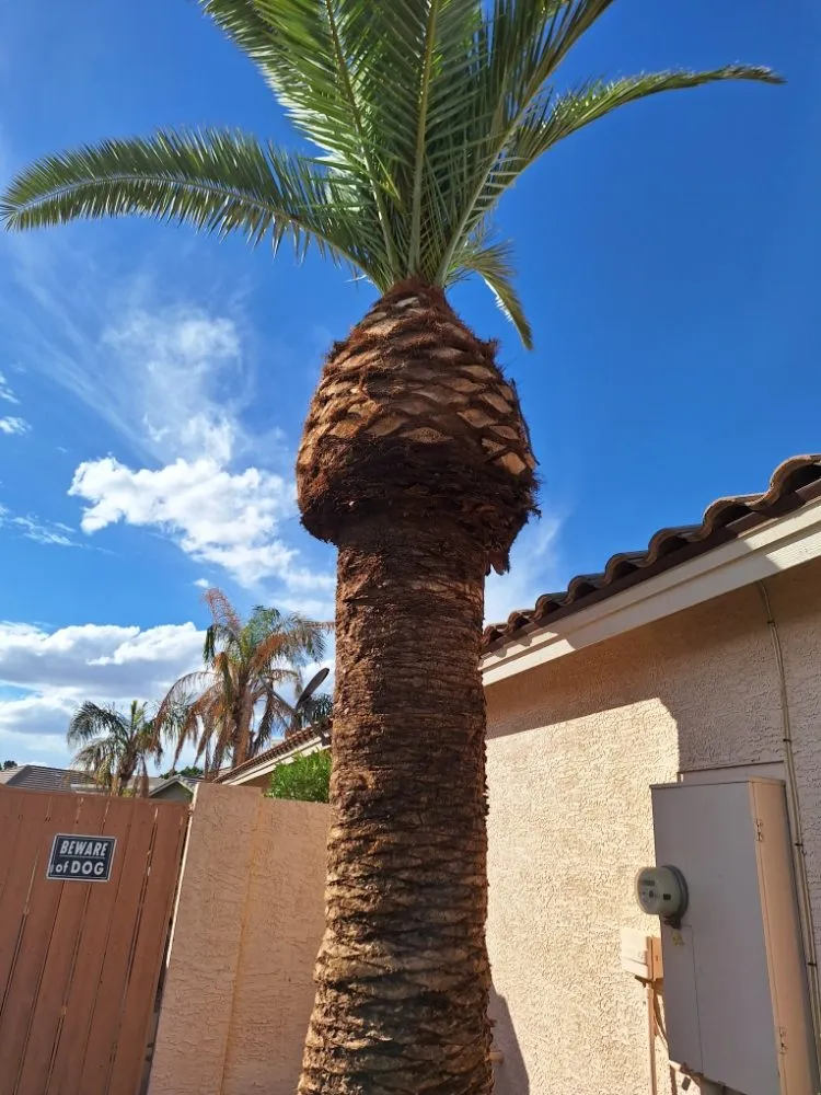 Custom landscape design in Phoenix, AZ - Landscaping & Construction