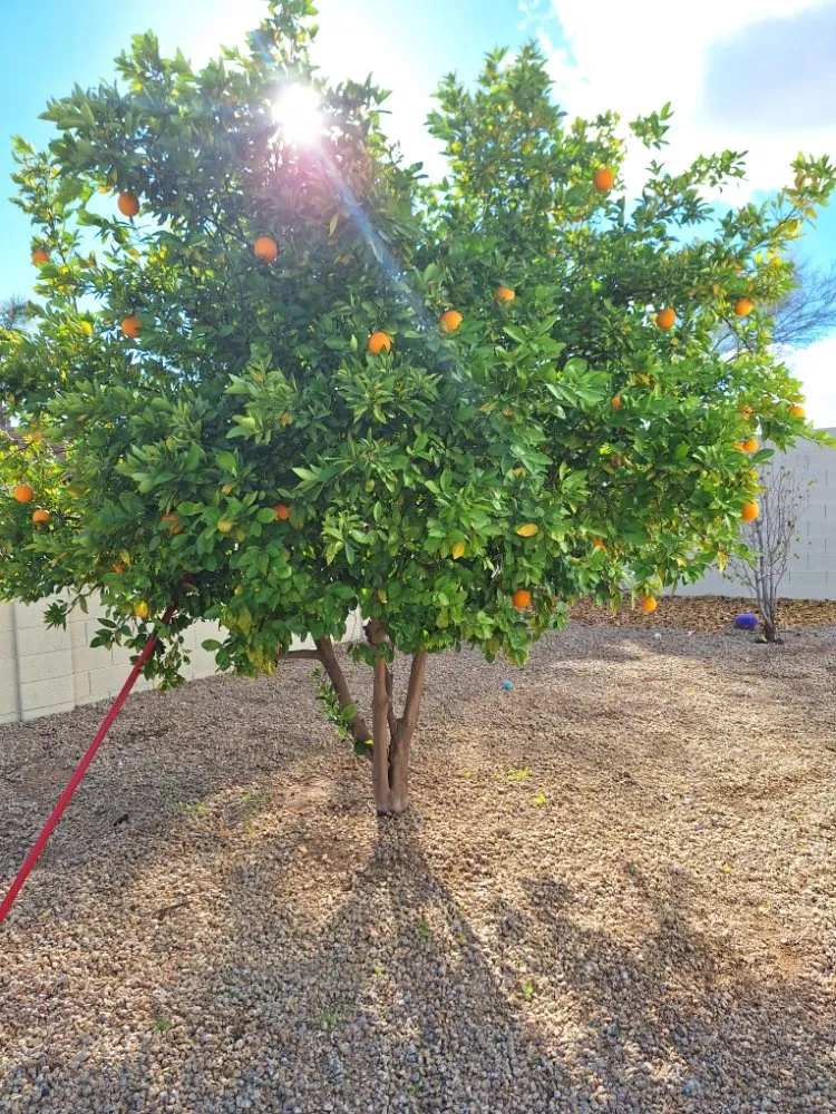 Custom outdoor landscaping with custom design in Phoenix, AZ by Landscaping & Construction