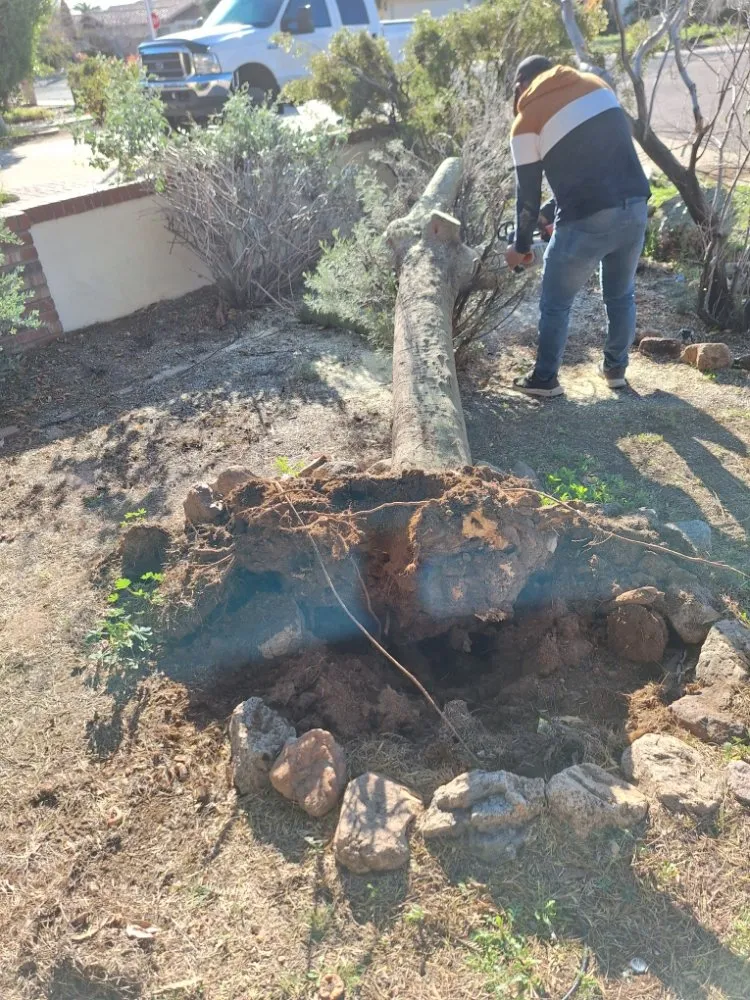 Custom garden landscaping for year-round maintenance across Phoenix, AZ - Landscaping & Construction