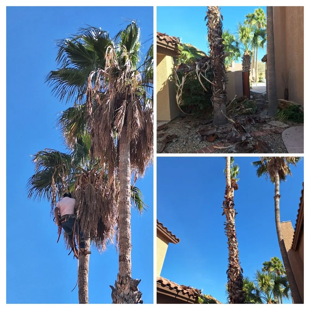 Local garden landscaping for residential properties in Phoenix, AZ by Landscaping & Construction