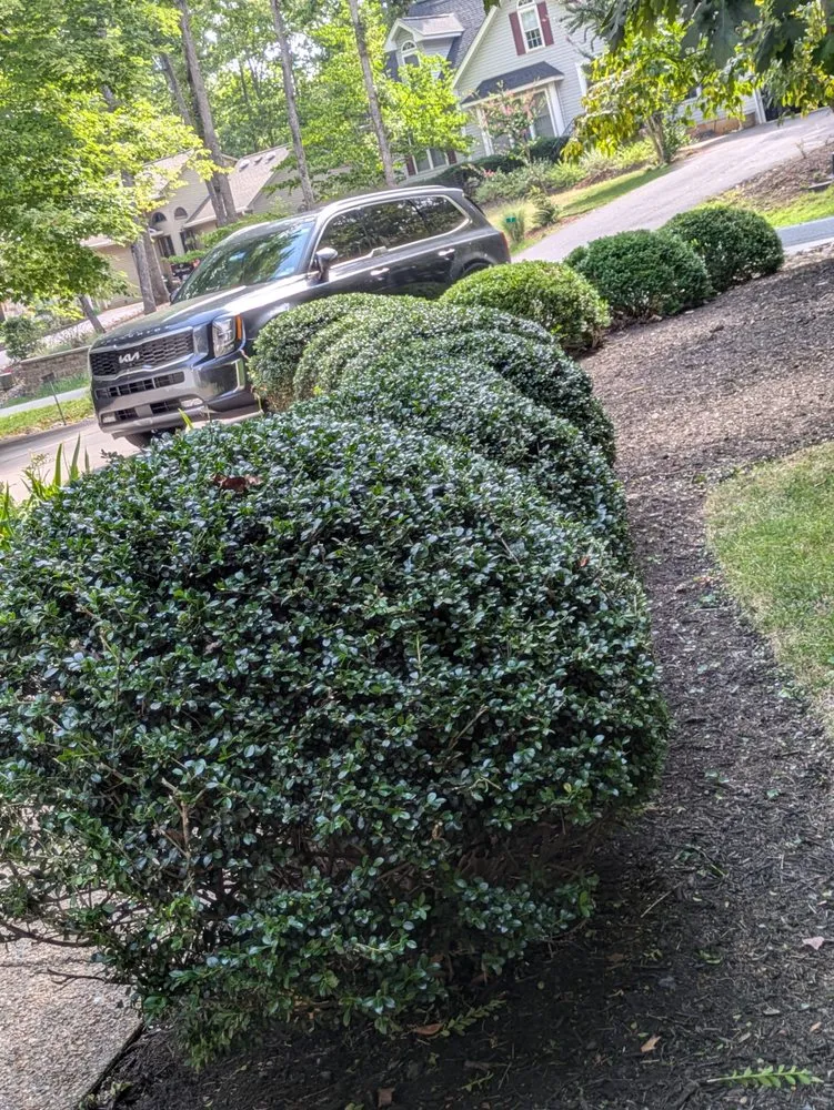 Expert yard cleanup service experts serving Palmyra, VA - Landscaping & Design