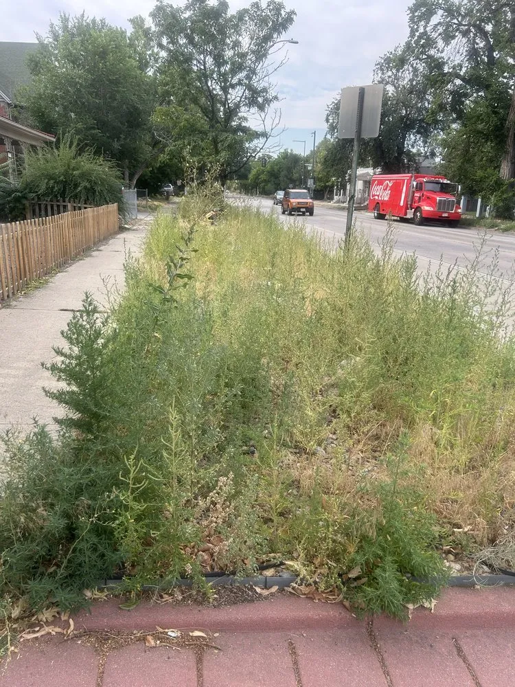 Expert yard maintenance near you in Aurora, CO by Landscaping & Lawn Care