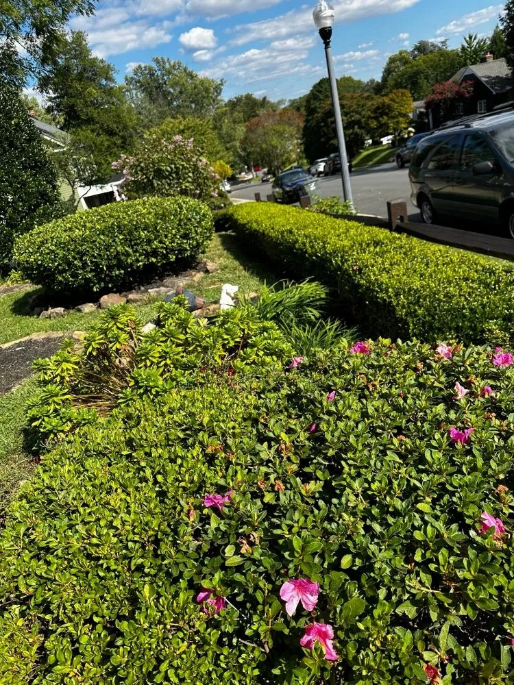 Local landscaping services experts serving Arlington, VA - Landscaping and Lawn Services