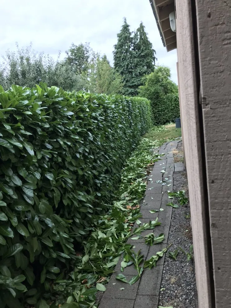 Top-rated lawn care service experts serving Seattle, WA - Landscaping And More