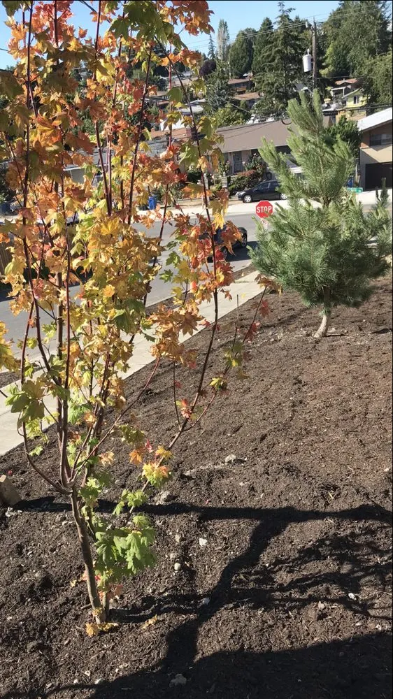 Affordable landscape design for residential properties across Seattle, WA - Landscaping And More