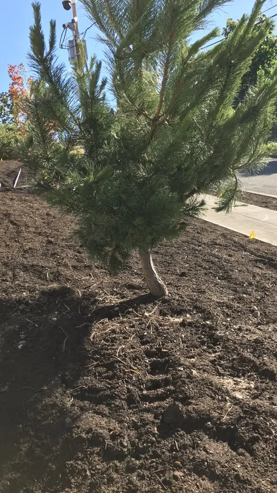 Local lawn care service in Seattle, WA - Landscaping And More