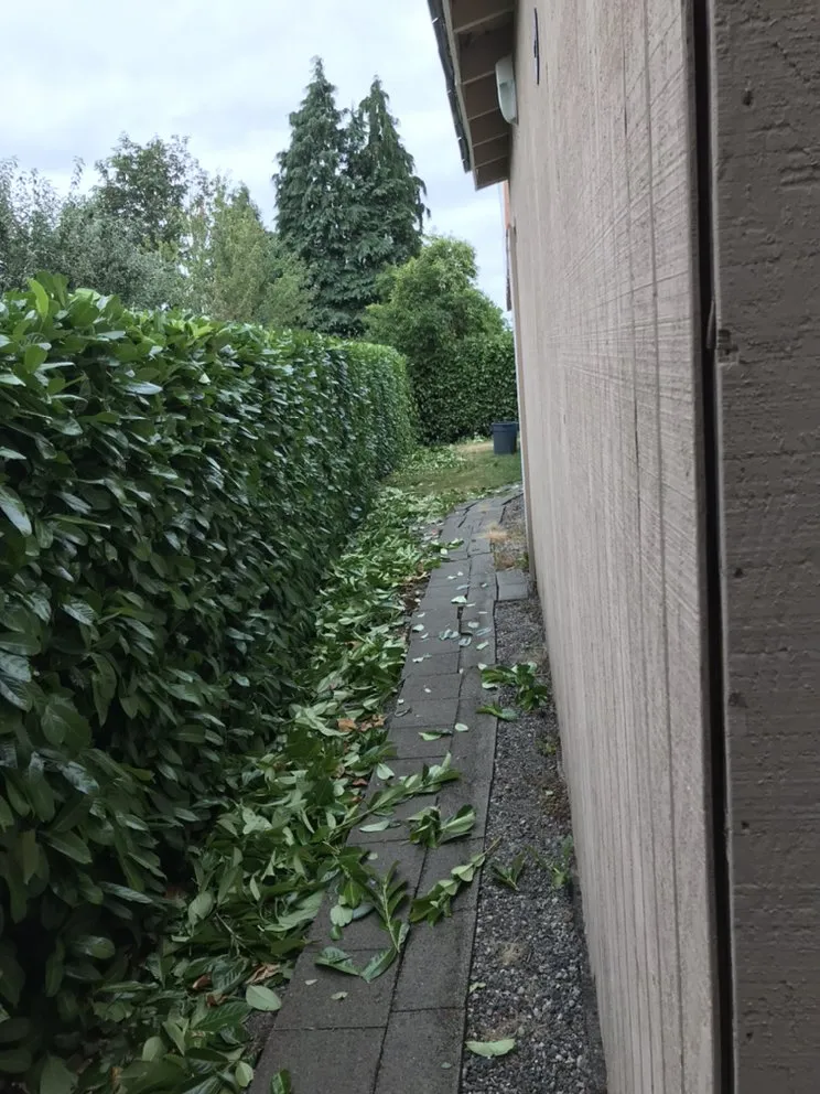 Local landscape installation for year-round maintenance in Seattle, WA by Landscaping And More