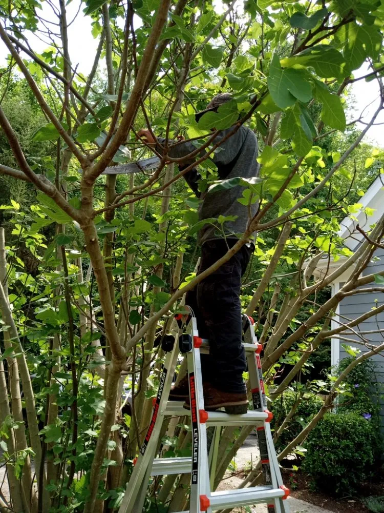 Trusted outdoor landscaping for outdoor upgrades in Chapel Hill, NC by Landscaping and tree trimming