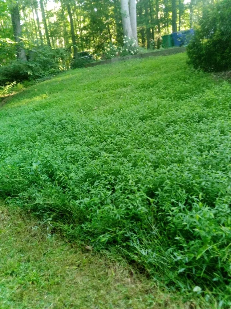 Reliable residential landscaping in Chapel Hill, NC - Landscaping and tree trimming