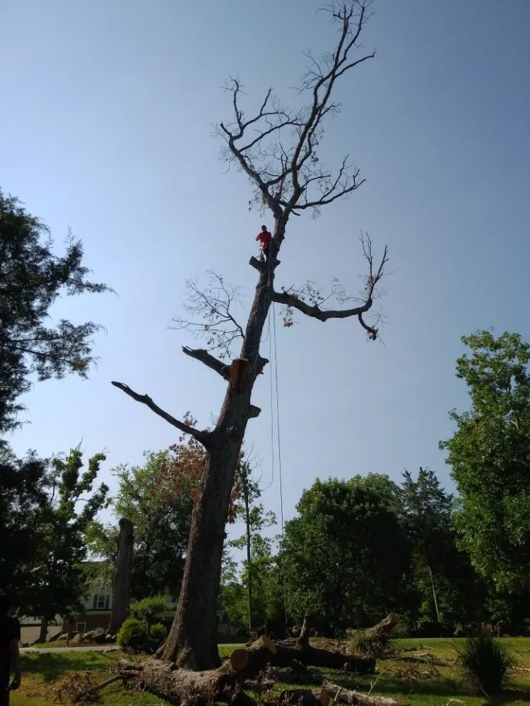 Trusted landscaping services in Chapel Hill, NC - Landscaping and tree trimming