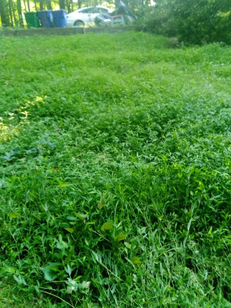 Top-rated lawn mowing service in Chapel Hill, NC by Landscaping and tree trimming