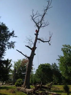 Landscaping and tree trimming