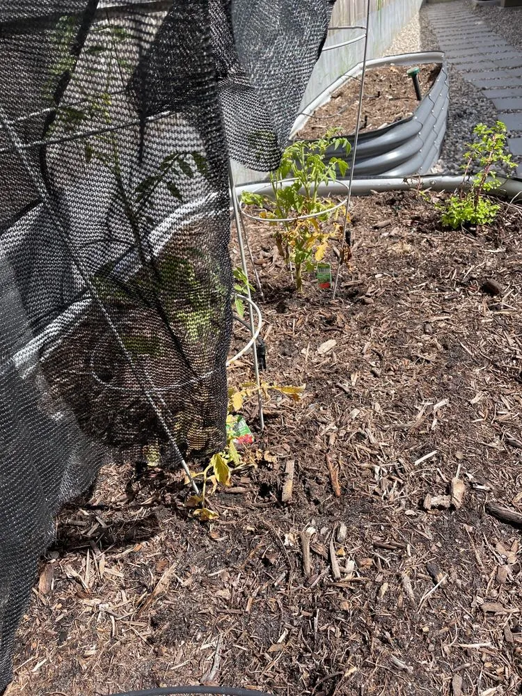 Expert lawn care service near you across Houston, TX - Landscaping and Turf Masters