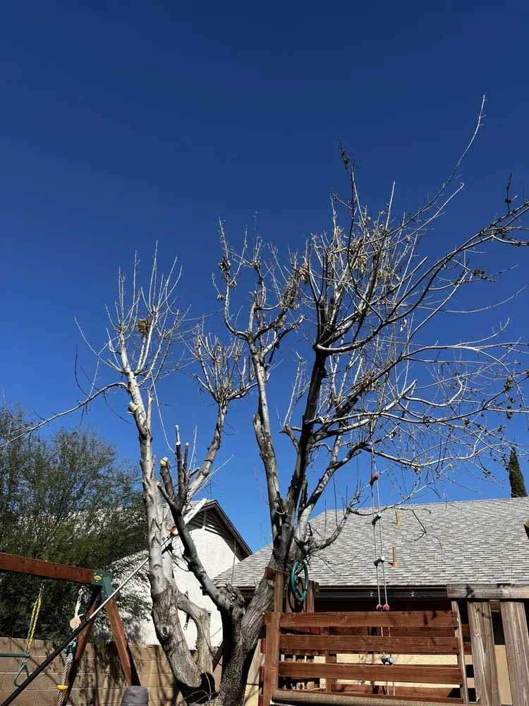 Local landscape installation near you in Casa Grande, AZ by Landscaping Barillenses