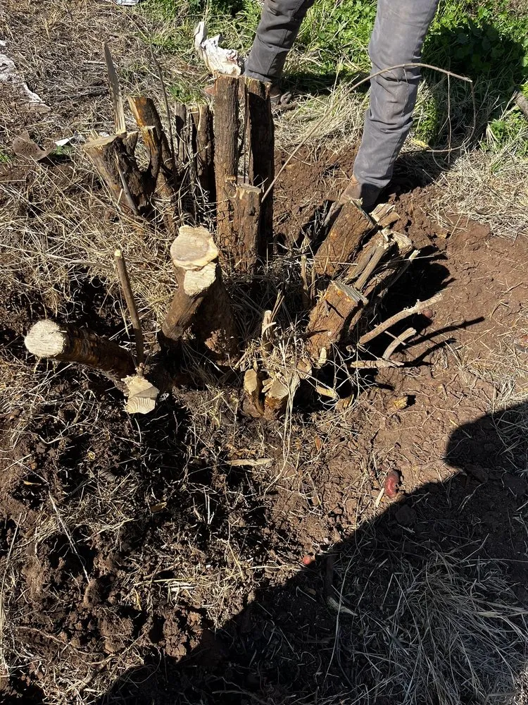 Reliable lawn mowing service for homes in Casa Grande, AZ by Landscaping Barillenses