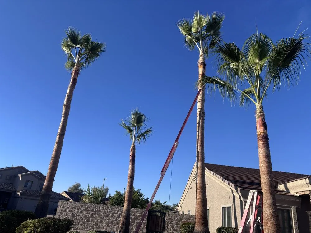 Local residential landscaping in Casa Grande, AZ - Landscaping Barillenses
