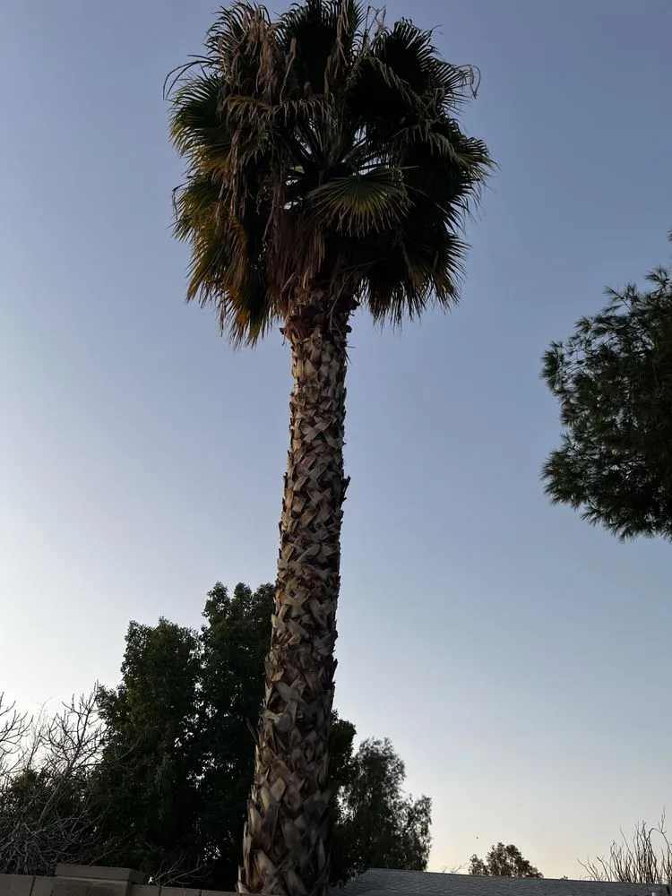 Custom lawn mowing service experts serving Casa Grande, AZ - Landscaping Barillenses