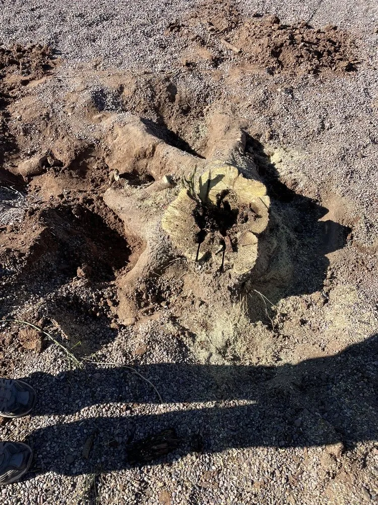 Custom lawn mowing service in Casa Grande, AZ by Landscaping Barillenses