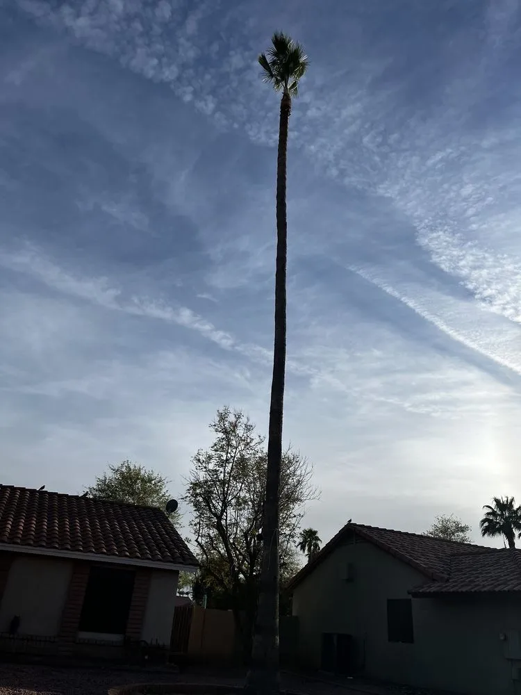 Local landscape design for residential properties in Casa Grande, AZ by Landscaping Barillenses