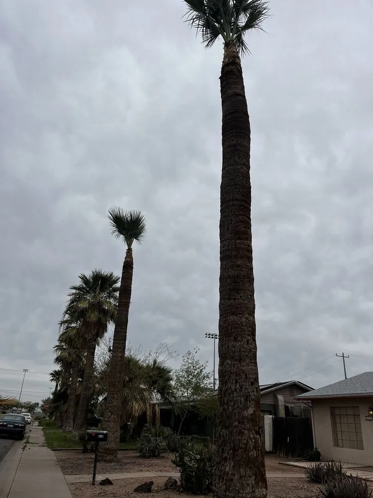 Custom landscape installation for outdoor upgrades in Casa Grande, AZ by Landscaping Barillenses