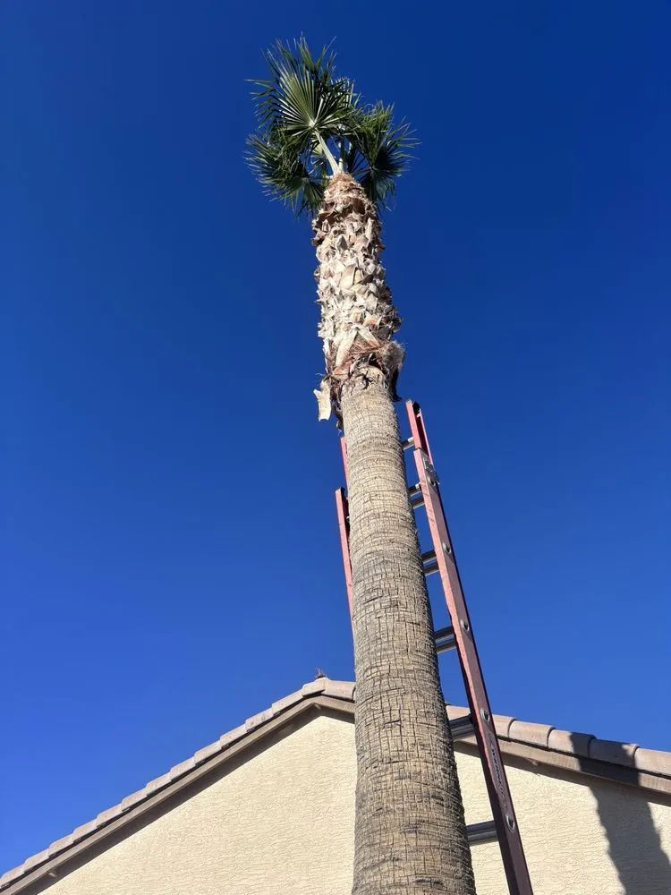 Custom yard maintenance experts serving Casa Grande, AZ - Landscaping Barillenses