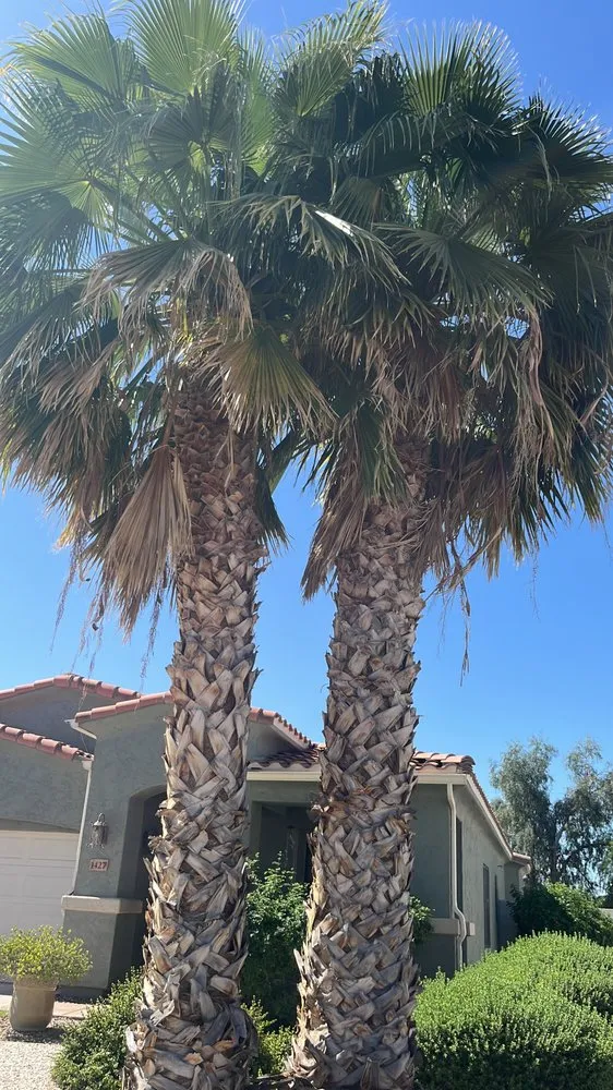 Reliable landscaping services for residential properties in Casa Grande, AZ by Landscaping Barillenses