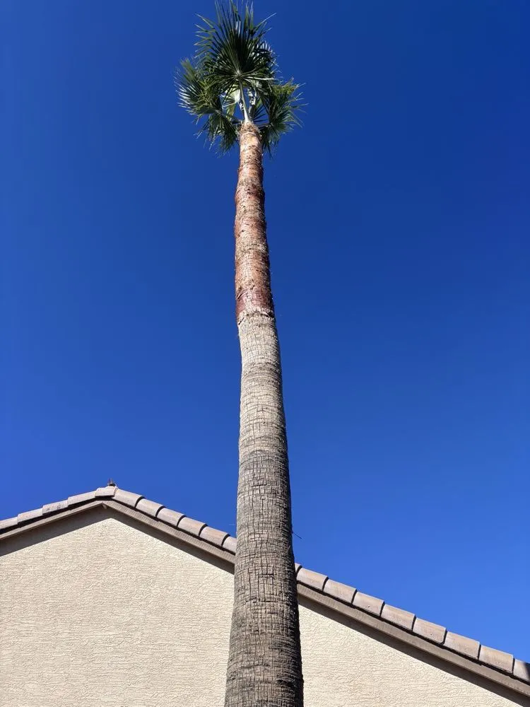 Local landscape design for beautiful yards across Casa Grande, AZ - Landscaping Barillenses