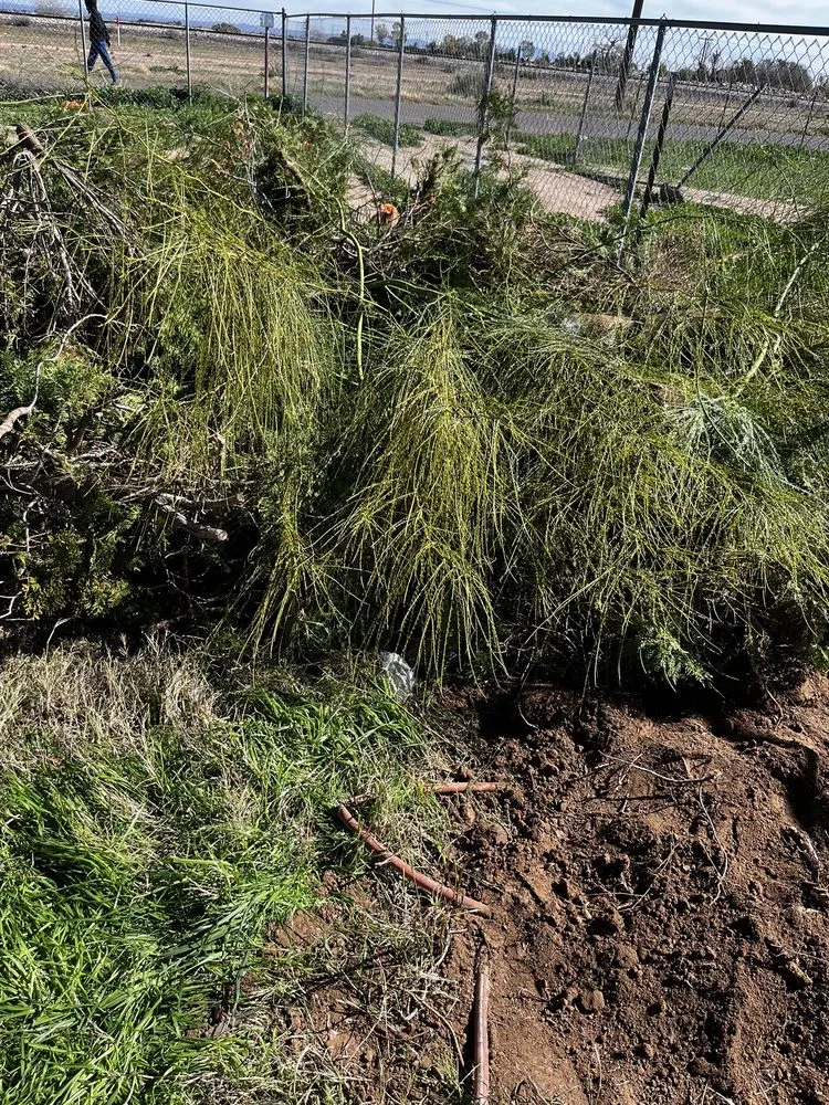 Top-rated yard maintenance for year-round maintenance in Casa Grande, AZ by Landscaping Barillenses