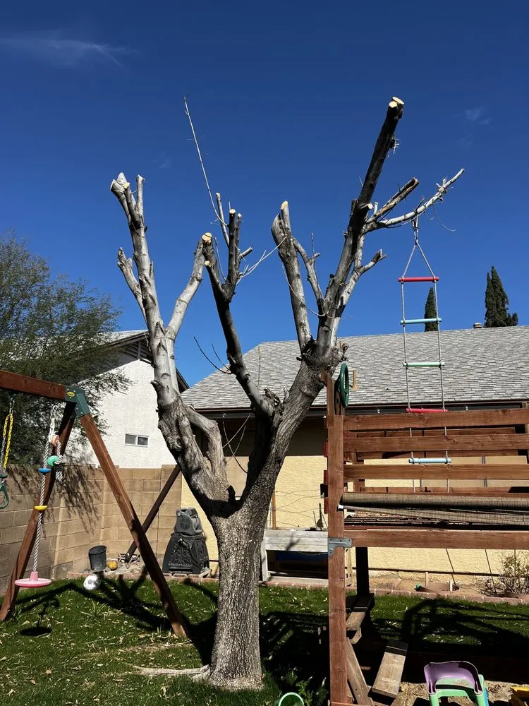 Reliable yard cleanup service for year-round maintenance in Casa Grande, AZ by Landscaping Barillenses