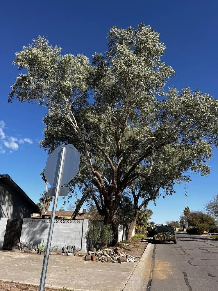 Top-rated yard cleanup service experts serving Casa Grande, AZ - Landscaping Barillenses