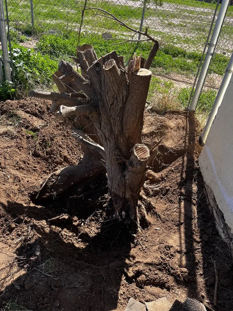 Reliable outdoor landscaping for residential properties across Casa Grande, AZ - Landscaping Barillenses