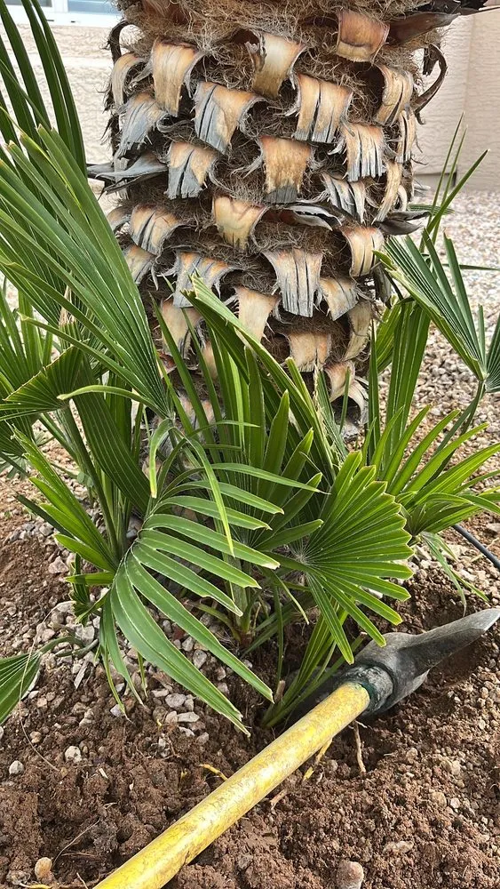 Expert landscaping services in Casa Grande, AZ - Landscaping Barillenses