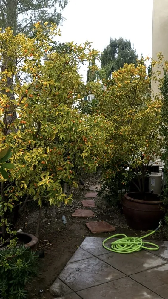 Custom yard cleanup service in Santa Clarita, CA by Landscaping Batres