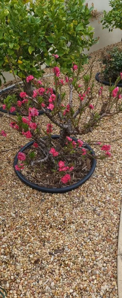 Reliable garden landscaping in Santa Clarita, CA by Landscaping Batres