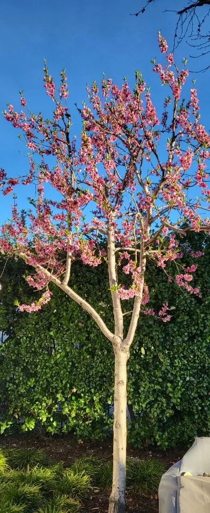 Expert outdoor landscaping for beautiful yards across Santa Clarita, CA - Landscaping Batres