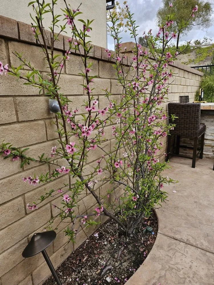 Trusted lawn care service for beautiful yards across Santa Clarita, CA - Landscaping Batres