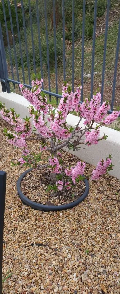 Affordable lawn care service in Santa Clarita, CA by Landscaping Batres