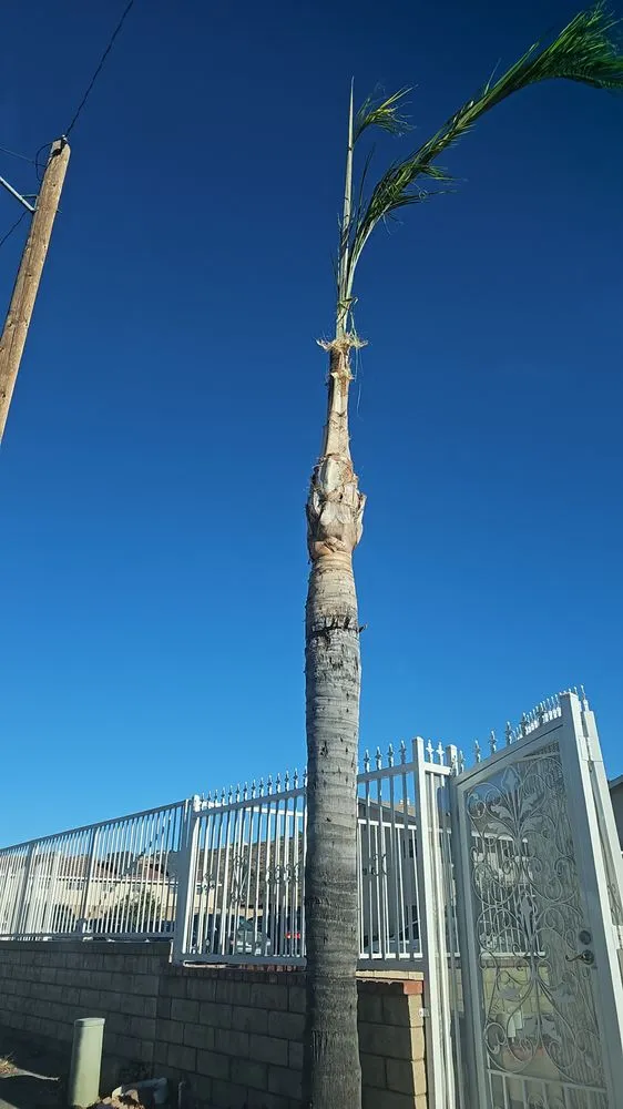 Local lawn care service experts serving Santa Clarita, CA - Landscaping Batres