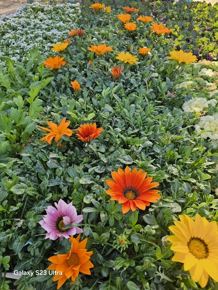 Top-rated landscape installation in Santa Clarita, CA - Landscaping Batres