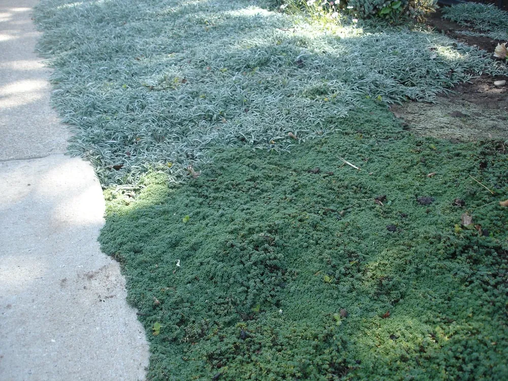 Local landscape installation in Redwood City, CA - Landscaping Bay Area